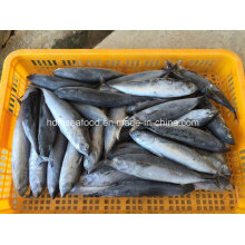 Frozen Fish Bonito (Auxis rochei rochei)